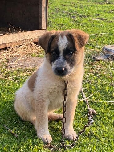 basenc itləri: Alabay, 1 ay, Erkek, Cütləşmə üçün, Ünvandan götürmə — 13