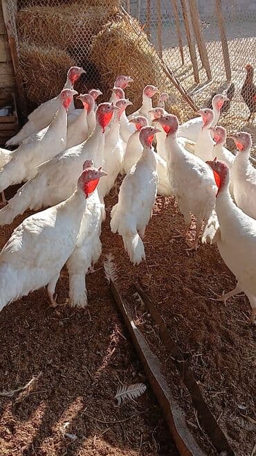 İtlər: Saglam heyvanlar 4 5 kq ətləri var — 1