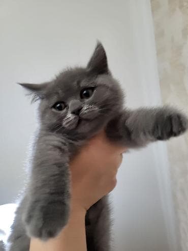 Британская, Самка — 1