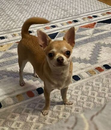 chihuahua qiymeti: Çixuahua, 2 il, Erkek, Peyvəndli — 2