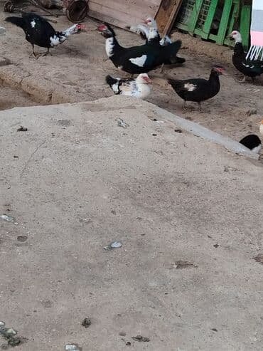 geref quşu: Muscovy ördəkləri (indi yetişdirilən sürü) - Rənglər: qara, ağ ləkəli — 6