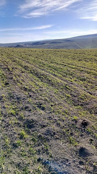 купить землю в баку: 100 соток, Для сельского хозяйства, Собственник, Купчая — 9