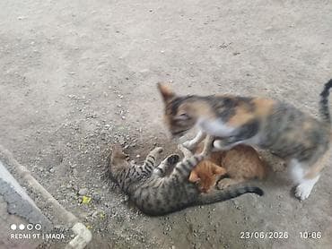 Pişiklər: Tabbi, Yaxşı əllərə, Pulsuz çatdırılma — 5