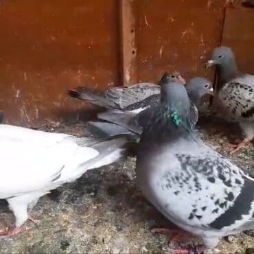 əbabil quşunun qiyməti: Göyərçinlər
cütü 35 AZN — 13