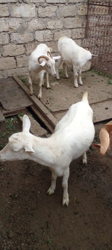 Inəklər, öküzlər: Məhsul: Ağ rəngli ev keçiləri (bir neçə baş) Xüsusiyyətlər: - Ağ yun — 3