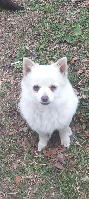 febulus dermani haqqinda: 6 ay, Erkek — 5