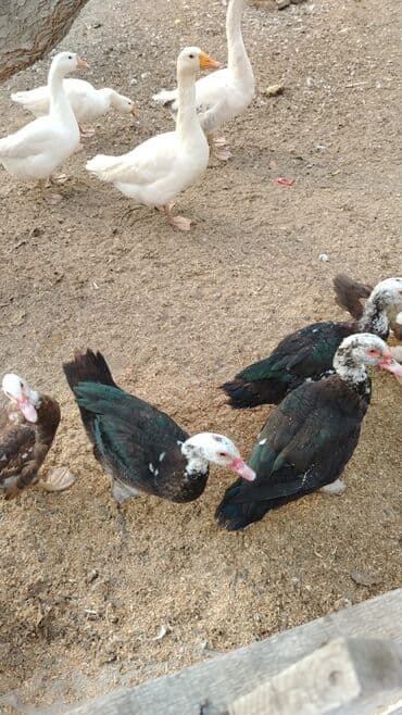 Браслеты: Qazlar ve ordekler hamisi bir yerde satilir 4 eded Linda qazlari 9 — 5