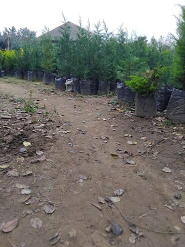 sumax ağacı: Ağaclar — 3