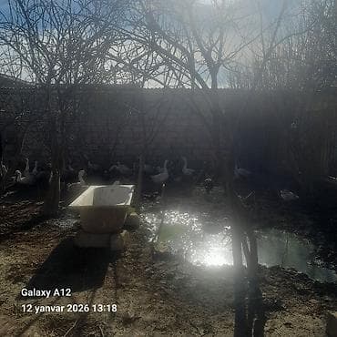 Цыплята: Qazlar satılır kilosu 20m əlaqə nomresi 0556614335 - Növ: ev qəzləri — 3