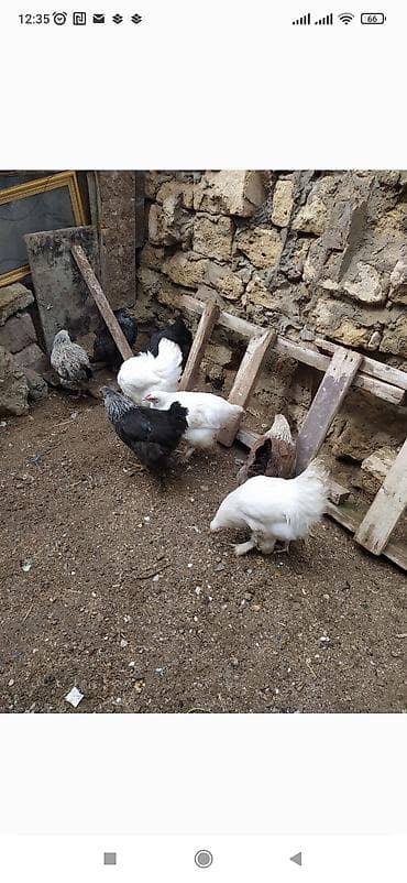 toy budel: Toyuq, Brama, Damazlıq — 4