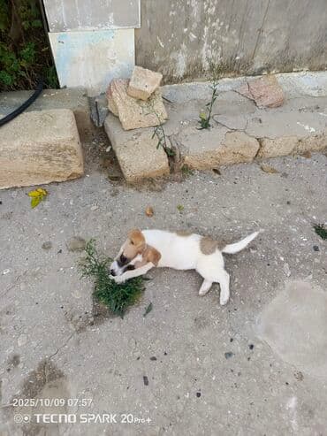 it pişik: Məhsul: Balaca it balası Təsvir: - Rəng: ağ fon üzərində açıq-qəhvəyi — 2