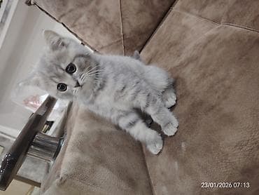 it yemleri: Şotland, Dişi — 4