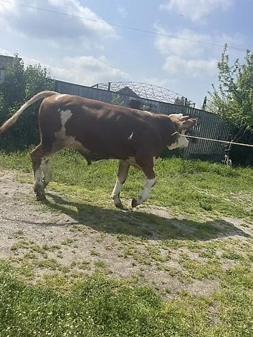 i̇nekler: SalamAleykum
10 ay yarımlıqdı
Qapı malı
Bordağlıqdır — 3