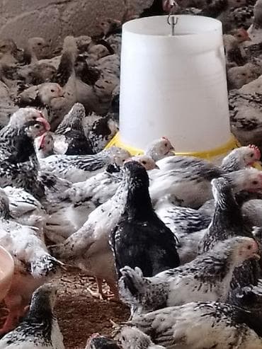 etlik cuce: Toyuq cücələri, Ətlik — 4