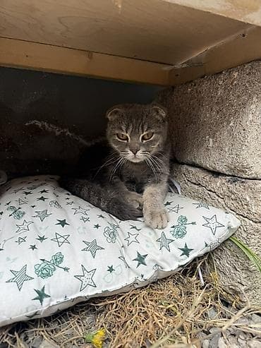 pişik cantası: Şotland, Dişi, Cütləşmə üçün, Pulsuz çatdırılma — 2