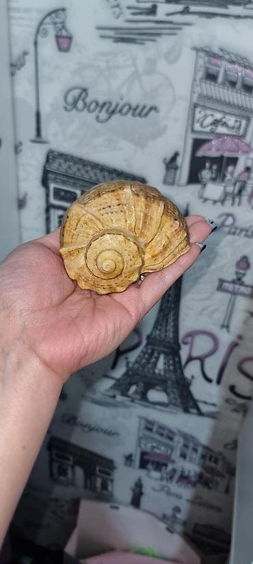 bal arisi: Dekorativ dəniz ilbizinin qabığı - Material: təbii dəniz qabığı - — 1