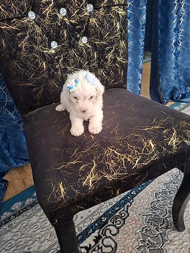 İtlər: Pudel, 1 ay, Erkek, Pulsuz çatdırılma — 4