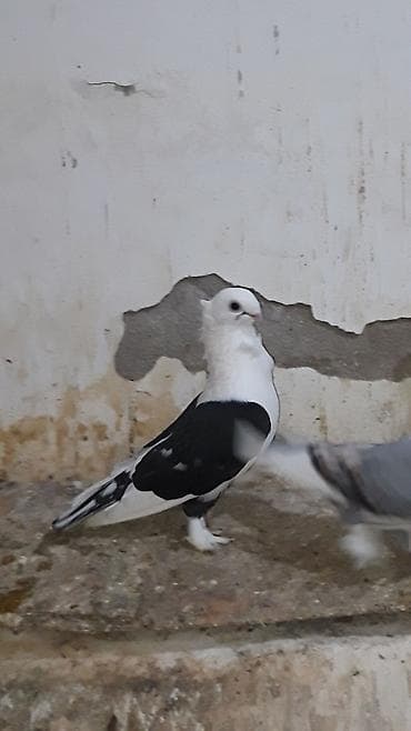 kakadu quşu: Hazir cut yumurta uste hunkariler erkeyi qara mayasi sari cep.cutu — 1