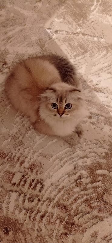 шиншилла котенок купить: Британская — 1