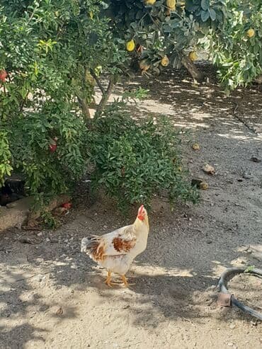 xoruzun nece rengi var: Xoruz, il: 1, Ünvandan götürmə — 3