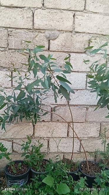 Şitillər: Eukalipt fidanları (qara plastik dibçəklərdə) - Növ: Eucalyptus — 2