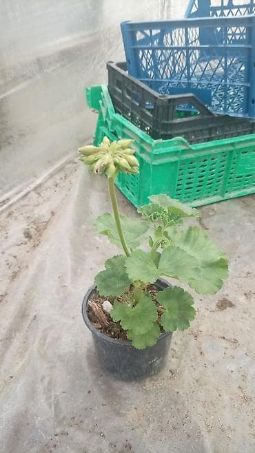 xlorofitum bitkisi: Saksıda sardunya (pelargonium) fidanları - Növ: Pelargonium — 9