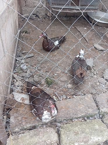 qus adlari: Salam lal ordəklərdi 3 ədəd biri 18 manat unvan binə savxoz — 2