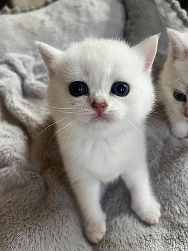 pişiy adları: Yaxşı əllərə — 10