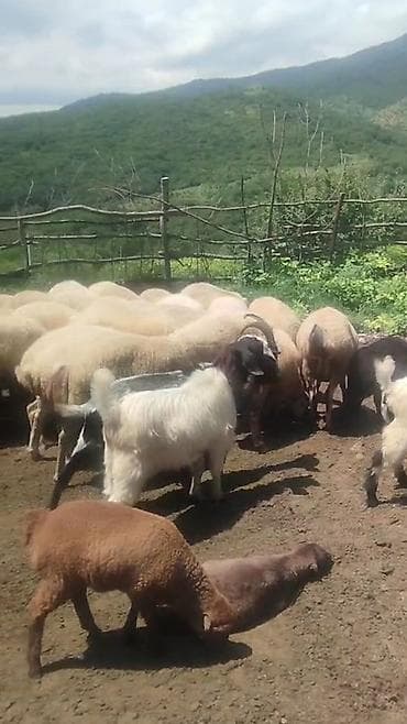 qax heyvan bazarı: QOYUNUMUZ. SATILIR. QİYMƏTİ. 380. AZN. ÜNVAN. BƏRDƏ. ƏLAQƏ. NÖMÜRƏ — 8