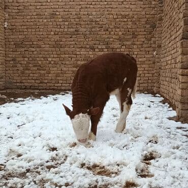 Heyvanlar üçün mallar: Hereford tipli buzov - Rəng: qəhvəyi-ağ (ağ baş, ağ pəncələr və qarın — 2