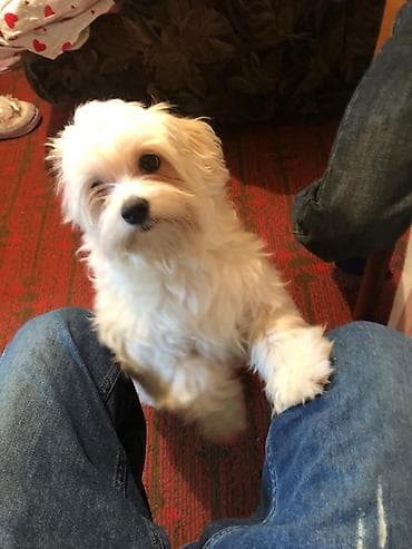 Digər heyvanlar: 10 ay, Erkek — 1