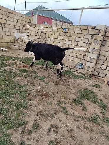 holland lop dovşan: Qaramal – dişo - Növ: Mal-qara, ehtimalən yerli/südlük xəttlərin — 3