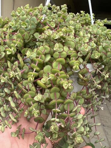 yumru xalça: Xalça — 4