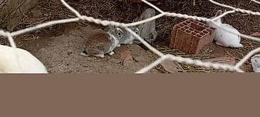 Digər heyvanlar: Dekorativ dovşan balaları - Rənglər: ağ, boz-ağ qarışıq, tünd-boz və — 2