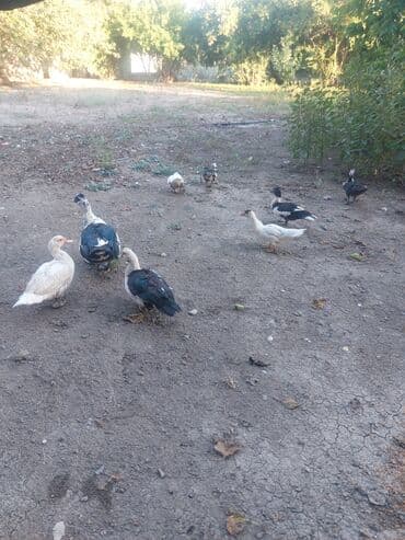 pulsuz itlerin verilmesi: Məhsul: ördək sürüsükart Təsvir: - Şəkildə açıq həyətdə sərbəst — 6