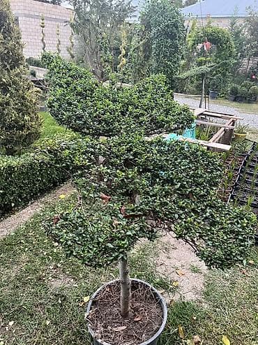 palma agac: Kəpənək dekaroti̇v agaclari̇n sati̇şi̇ bi̇zdə ki̇m i̇sdəyi̇rsə yazsi̇n — 1