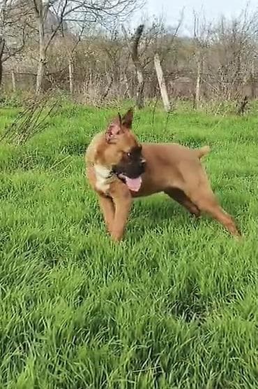 it qovan cihaz: Bokser — 8