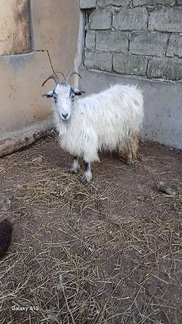 Balıqlar: Salam gorduyunuz 2 eded ana keci satilir 1 ci sekildeki 3 qarin 2 ci — 2