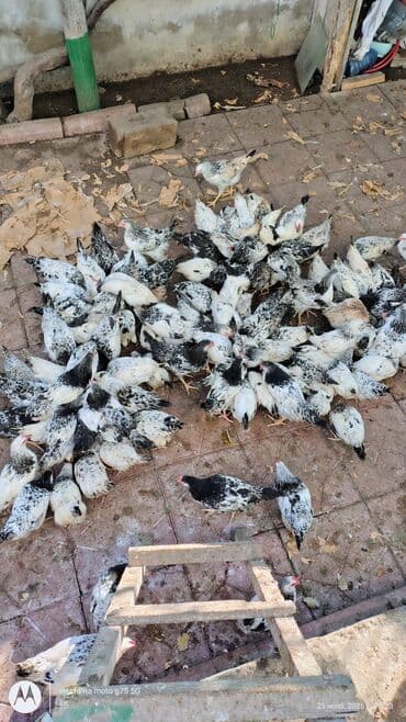 quş qaz: Toyuq cücələri, Damazlıq — 1