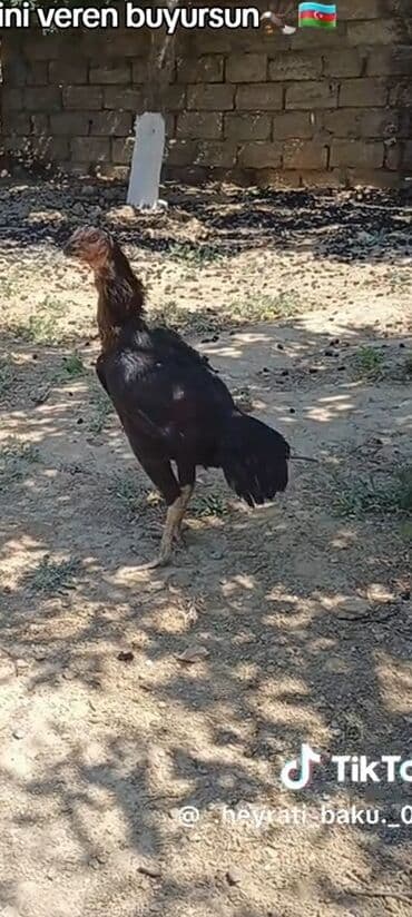 Salam bas damazliq ferem cxdi satisa heyvanin herbirseyine cavabdehem