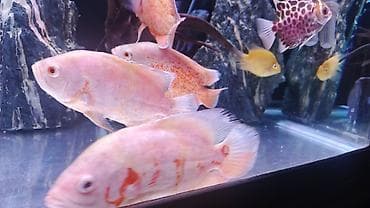 qoyun heyvan: Cixlid balığı, Yırtıcı — 1