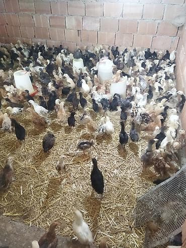 heyrati cuce: Toyuq, Damazlıq, Pulsuz çatdırılma — 5