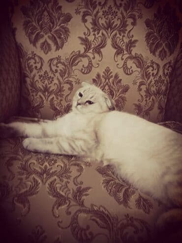 1 azn pişik: Şotland yastı qulaq — 2