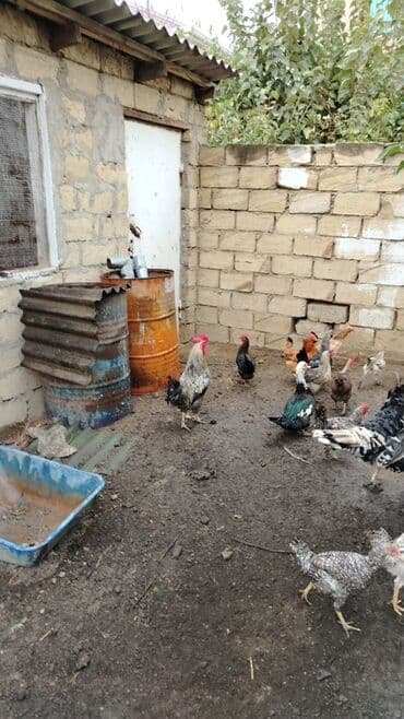 heyvanlara verilen adlar: Məhsul: Yerli ev quşları Təsvir: - Təsvirlərdə müxtəlif cins və — 3