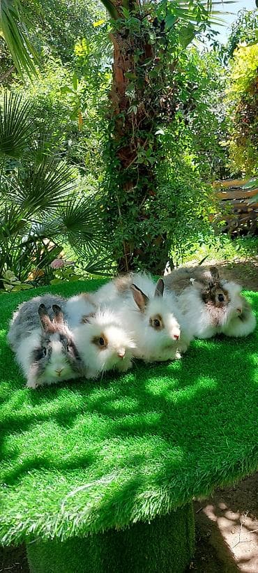 Angora tipli dekorativ dovşanlar - Uzun, yumşaq və tüklü yun örtüyü