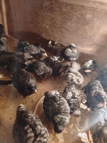 Akvariumlar: Toyuq cücələri, Ətlik — 1