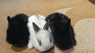 dovşa: Yerli ile karlikin qarişiqi. Tek 8azn. Top. Razilasma yolu ile — 5