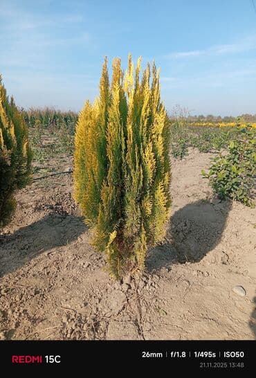 bitki satışı: Limonni yolka – dekorativ iynəyarpaq kol və ağaclar - Növlər: qızılı — 2