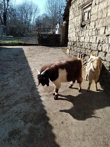 lider 55 cuce: Satışda – 2 baş keçi (erkək). Xüsusiyyətlər: - Cins tipi — 2