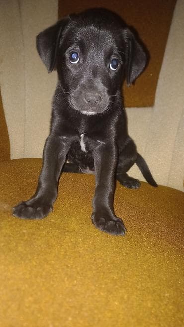 pitbull satan: Pitbul, 2 ay, Dişi — 1
